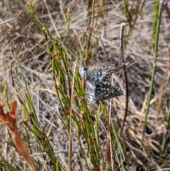 Neolucia hobartensis (Montane Heath-blue) at Cotter River, ACT - 23 Dec 2019 by MattM