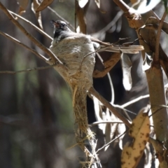 Rhipidura albiscapa (Grey Fantail) at Mittagong, NSW - 20 Dec 2016 by JanHartog