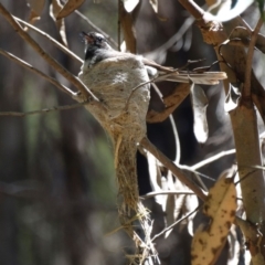 Rhipidura albiscapa (Grey Fantail) at Mittagong, NSW - 21 Dec 2016 by JanHartog
