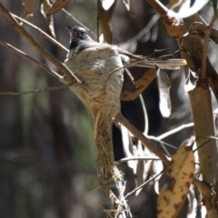 Rhipidura albiscapa (Grey Fantail) at Mittagong - 21 Dec 2016 by JanHartog