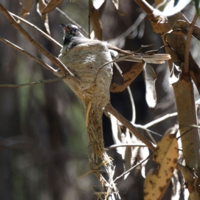 Rhipidura albiscapa (Grey Fantail) at Wingecarribee Local Government Area - 20 Dec 2016 by JanHartog