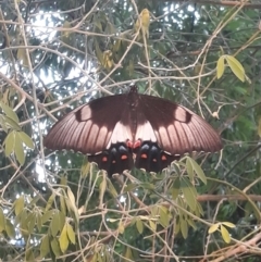 Papilio aegeus (Orchard Swallowtail, Large Citrus Butterfly) at Macquarie, ACT - 23 Dec 2019 by TomfromOregon
