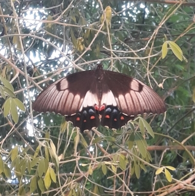 Papilio aegeus (Orchard Swallowtail, Large Citrus Butterfly) at Macquarie, ACT - 23 Dec 2019 by TomfromOregon