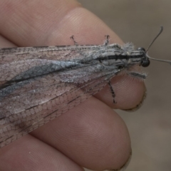 Heoclisis fundata (Antlion lacewing) at Higgins, ACT - 21 Dec 2019 by AlisonMilton