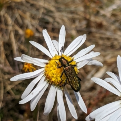 Eleale aspera (Clerid beetle) at Cotter River, ACT - 23 Dec 2019 by MattM