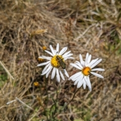 Eleale aspera at Cotter River, ACT - 23 Dec 2019