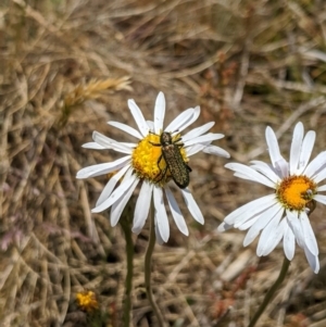 Eleale aspera at Cotter River, ACT - 23 Dec 2019