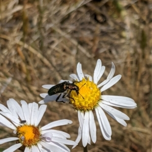 Eleale aspera at Cotter River, ACT - 23 Dec 2019