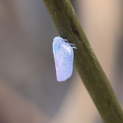 Dworena hyacintha (A planthopper) at Acton, ACT - 9 Dec 2019 by AlisonMilton