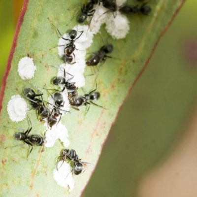 Iridomyrmex sp. (genus) (Ant) at Scullin, ACT - 8 Dec 2019 by AlisonMilton