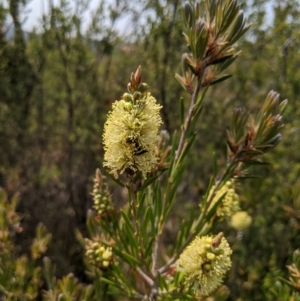 Callistemon pityoides at Cotter River, ACT - 23 Dec 2019 03:01 PM