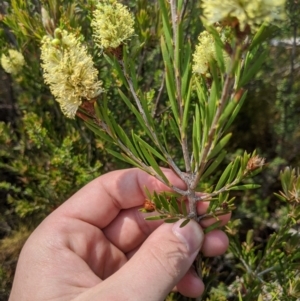 Callistemon pityoides at Cotter River, ACT - 23 Dec 2019 03:01 PM