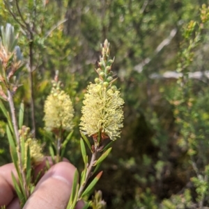 Callistemon pityoides at Cotter River, ACT - 23 Dec 2019 03:01 PM