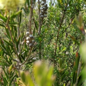 Callistemon pityoides at Cotter River, ACT - 23 Dec 2019 03:01 PM