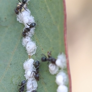 Glycaspis sp. (genus) at Scullin, ACT - 8 Dec 2019 02:16 PM