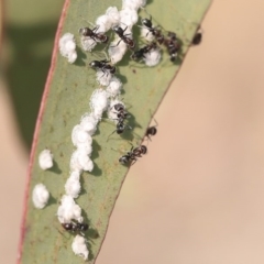 Glycaspis sp. (genus) at Scullin, ACT - 8 Dec 2019