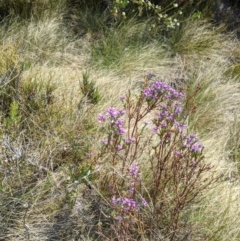 Comesperma retusum (Mountain Milkwort) at Cotter River, ACT - 23 Dec 2019 by MattM