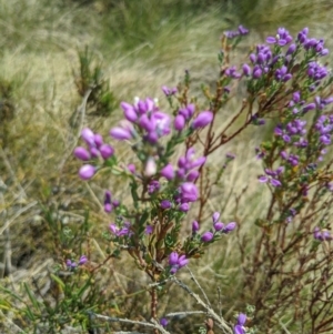 Comesperma retusum at Cotter River, ACT - 23 Dec 2019