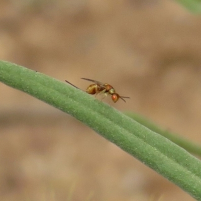 Torymidae (family) (Torymid wasp) at Acton, ACT - 22 Dec 2019 by RodDeb