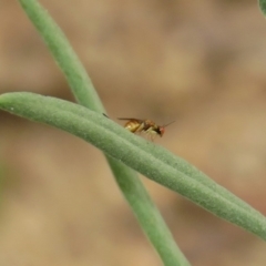 Torymidae (family) at Acton, ACT - 22 Dec 2019