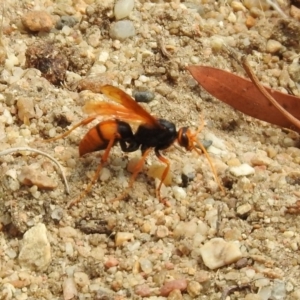 Cryptocheilus sp. (genus) at Acton, ACT - 22 Dec 2019