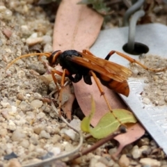 Cryptocheilus sp. (genus) at Acton, ACT - 22 Dec 2019