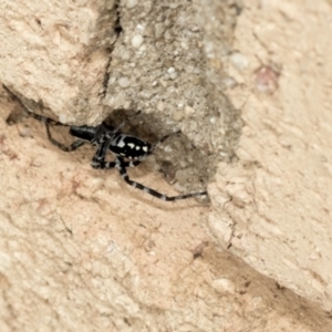 Nyssus albopunctatus at Higgins, ACT - 18 Dec 2019