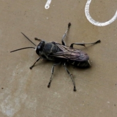 Pison sp. (genus) (Black mud-dauber wasp) at Acton, ACT - 21 Dec 2019 by RodDeb