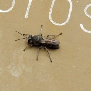 Pison sp. (genus) at Acton, ACT - 22 Dec 2019