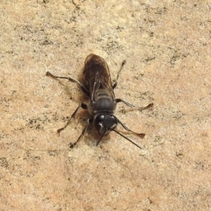 Pison sp. (genus) at Acton, ACT - 22 Dec 2019 10:23 AM