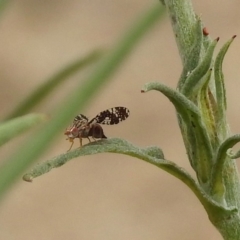 Tephritidae sp. (family) (Unidentified Fruit or Seed fly) at ANBG - 22 Dec 2019 by RodDeb