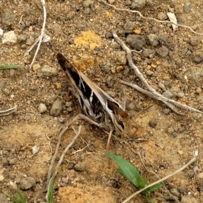 Gastrimargus musicus (Yellow-winged Locust or Grasshopper) at Alpine, NSW - 26 Dec 2016 by JanHartog