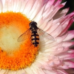 Melangyna viridiceps (Hover fly) at Acton, ACT - 21 Dec 2019 by RodDeb