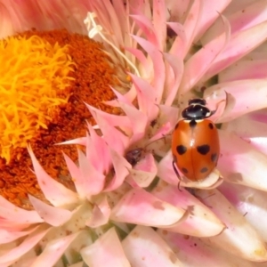 Hippodamia variegata at Acton, ACT - 22 Dec 2019