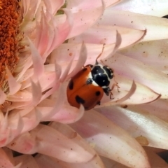 Hippodamia variegata at Acton, ACT - 22 Dec 2019