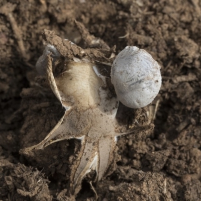 Geastrum sp. (Geastrum sp.) at Higgins, ACT - 6 Sep 2019 by AlisonMilton