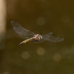 Hemicordulia australiae (Australian Emerald) at ANBG - 22 Dec 2019 by RodDeb