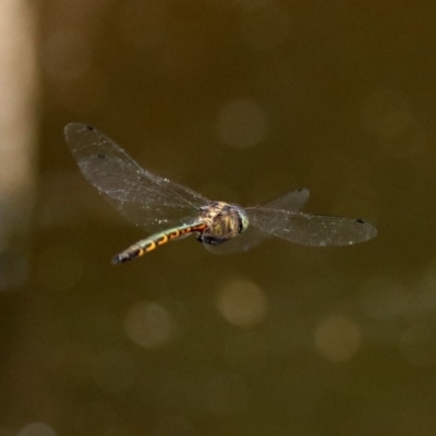 Hemicordulia australiae (Australian Emerald) at Acton, ACT - 22 Dec 2019 by RodDeb