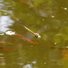 Hemicordulia australiae at Acton, ACT - 22 Dec 2019