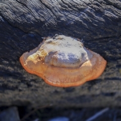 Trametes (old Pycnoporus sp.) (Scarlet Bracket) at Bruce, ACT - 25 Aug 2019 by AlisonMilton