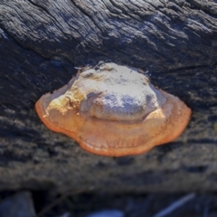 Unidentified Pored or somewhat maze-like on underside [bracket polypores] (TBC) at Bruce, ACT - 25 Aug 2019 by Alison Milton