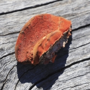 Trametes (old Pycnoporus sp.) at Bruce, ACT - 25 Aug 2019