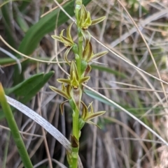 Prasophyllum sphacelatum (Large Alpine Leek-orchid) at Cotter River, ACT - 23 Dec 2019 by MattM