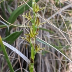 Paraprasophyllum sphacelatum (Large Alpine Leek-orchid) at Cotter River, ACT - 23 Dec 2019 by MattM