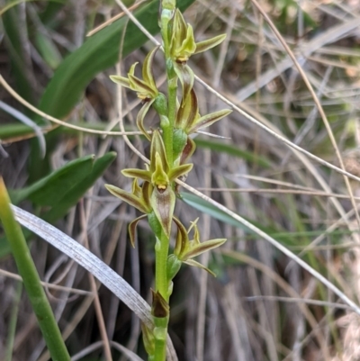 Paraprasophyllum sphacelatum (Large Alpine Leek-orchid) at Cotter River, ACT - 23 Dec 2019 by MattM