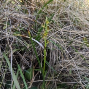 Prasophyllum sphacelatum at Cotter River, ACT - 23 Dec 2019
