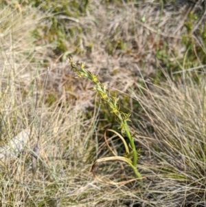 Prasophyllum sphacelatum at Cotter River, ACT - 23 Dec 2019