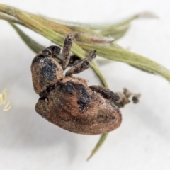 Gonipterus sp. (genus) (Eucalyptus Weevil) at Scullin, ACT - 13 Dec 2019 by AlisonMilton