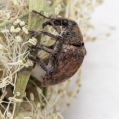 Gonipterus sp. (genus) at Scullin, ACT - 13 Dec 2019