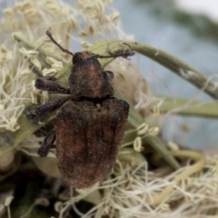 Gonipterus sp. (genus) at Scullin, ACT - 13 Dec 2019 03:12 PM